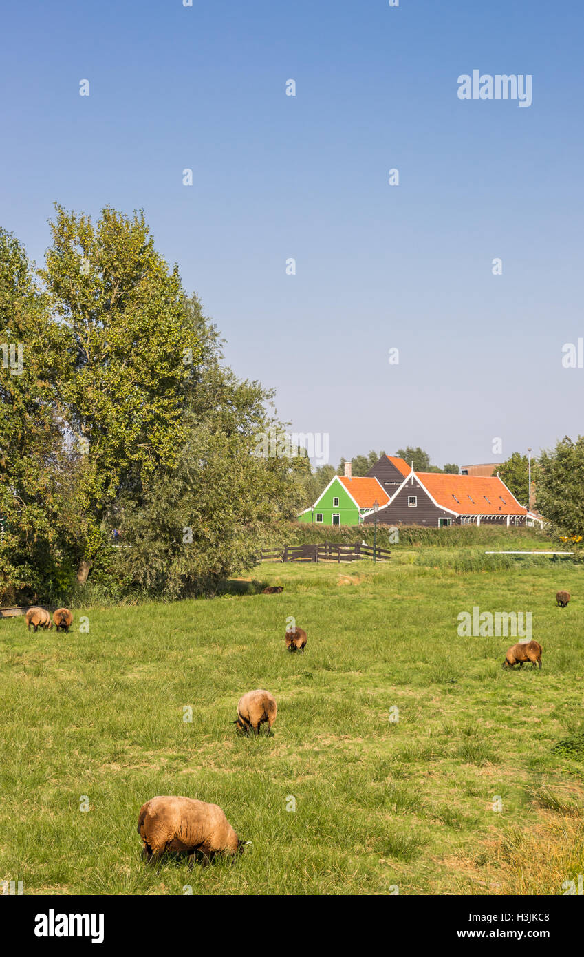 Sheep in front of a typical dutch wooden house in Zaanse Schans, Holland Stock Photo