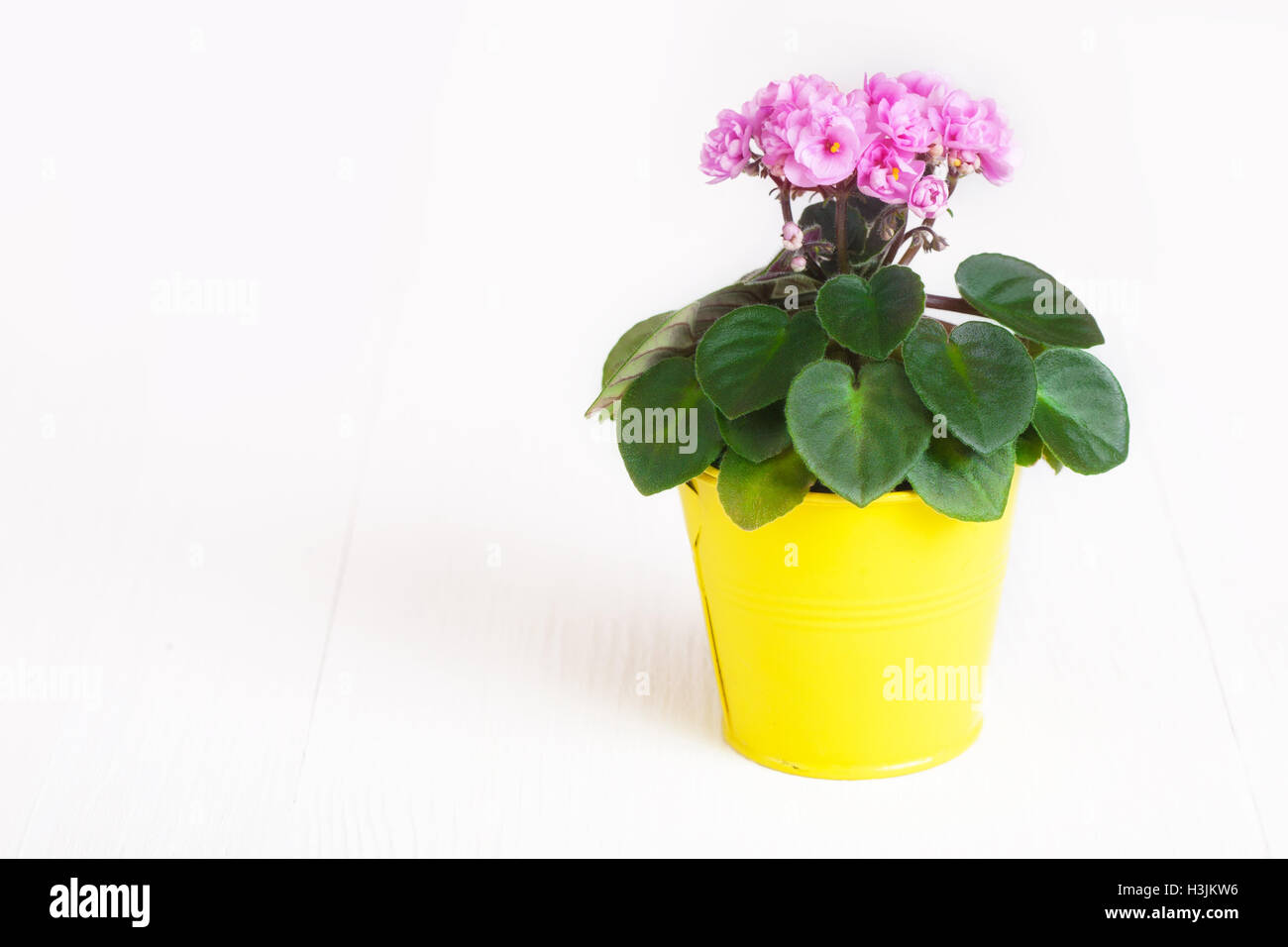 Pink Saintpaulia in a yellow flowerpot on white background close up Stock Photo