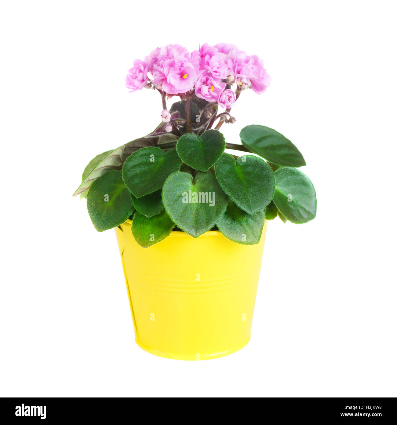 Pink Saintpaulia in a yellow flowerpot isolated on white background close up Stock Photo