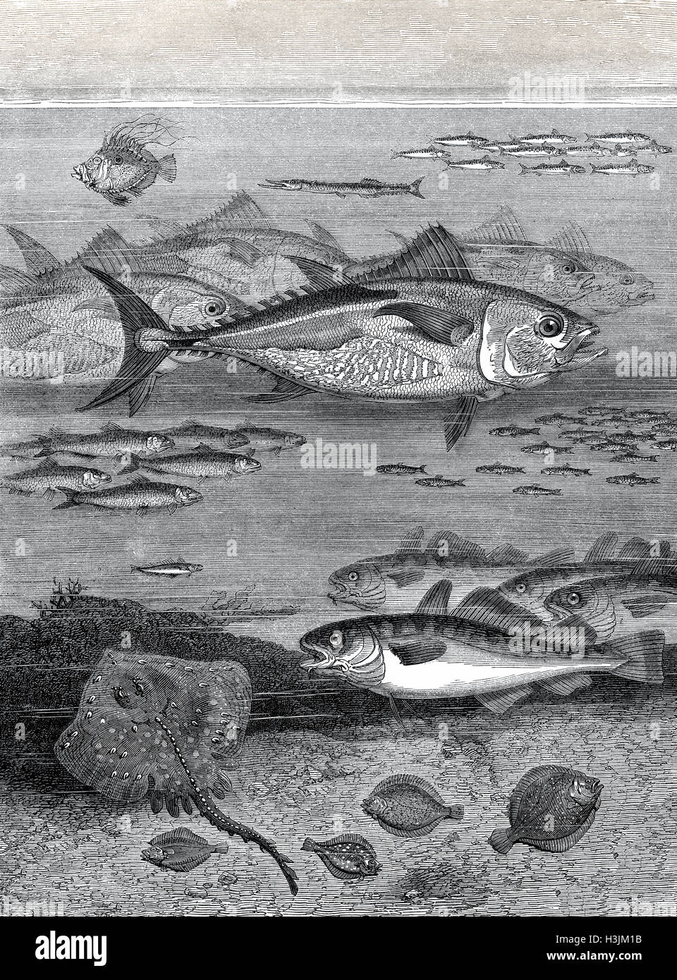 Deep sea fishes Stock Photo
