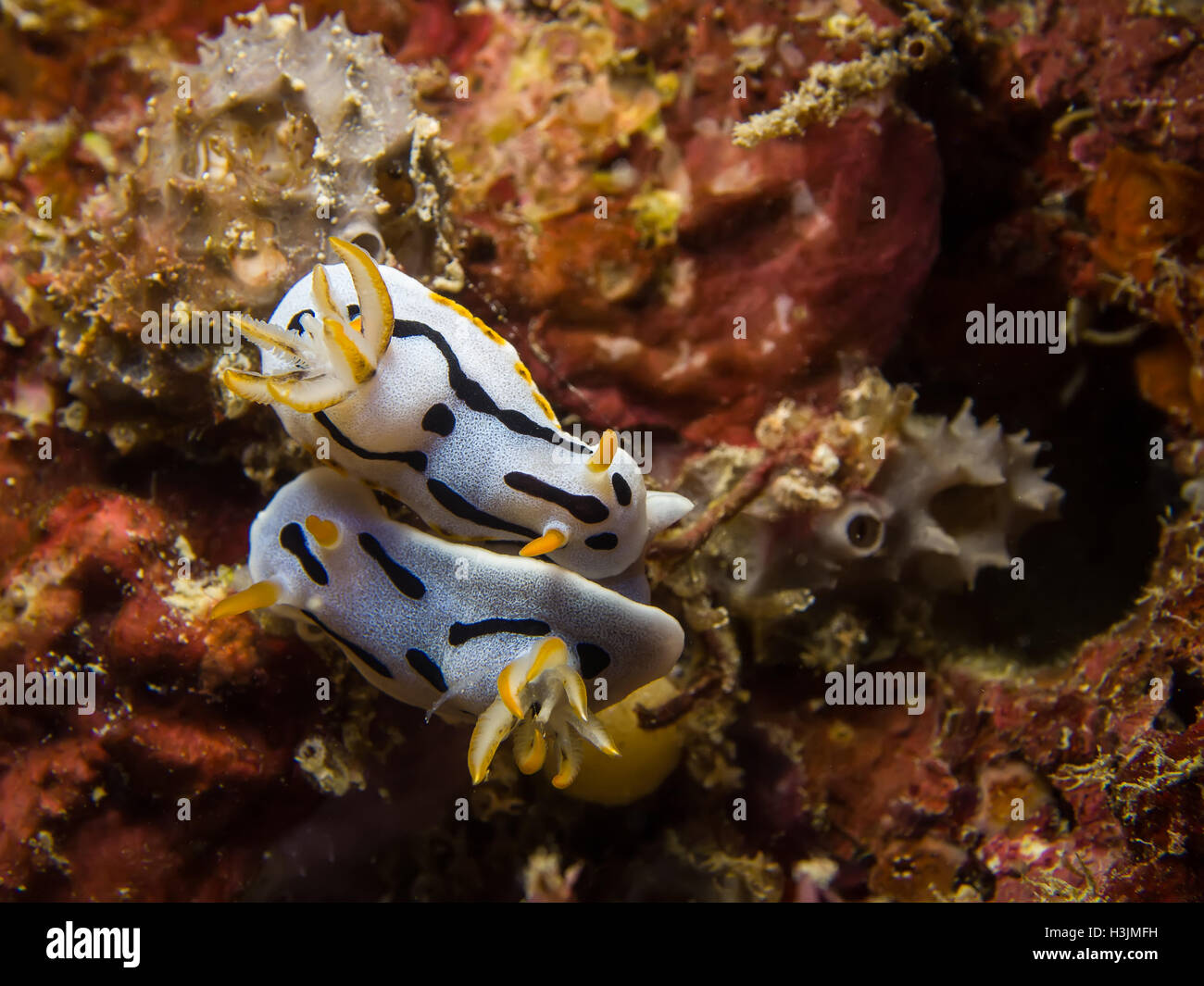 Underwater picture of Chromodoris dianae Nudibranch, Sea Slug, Mating Stock Photo