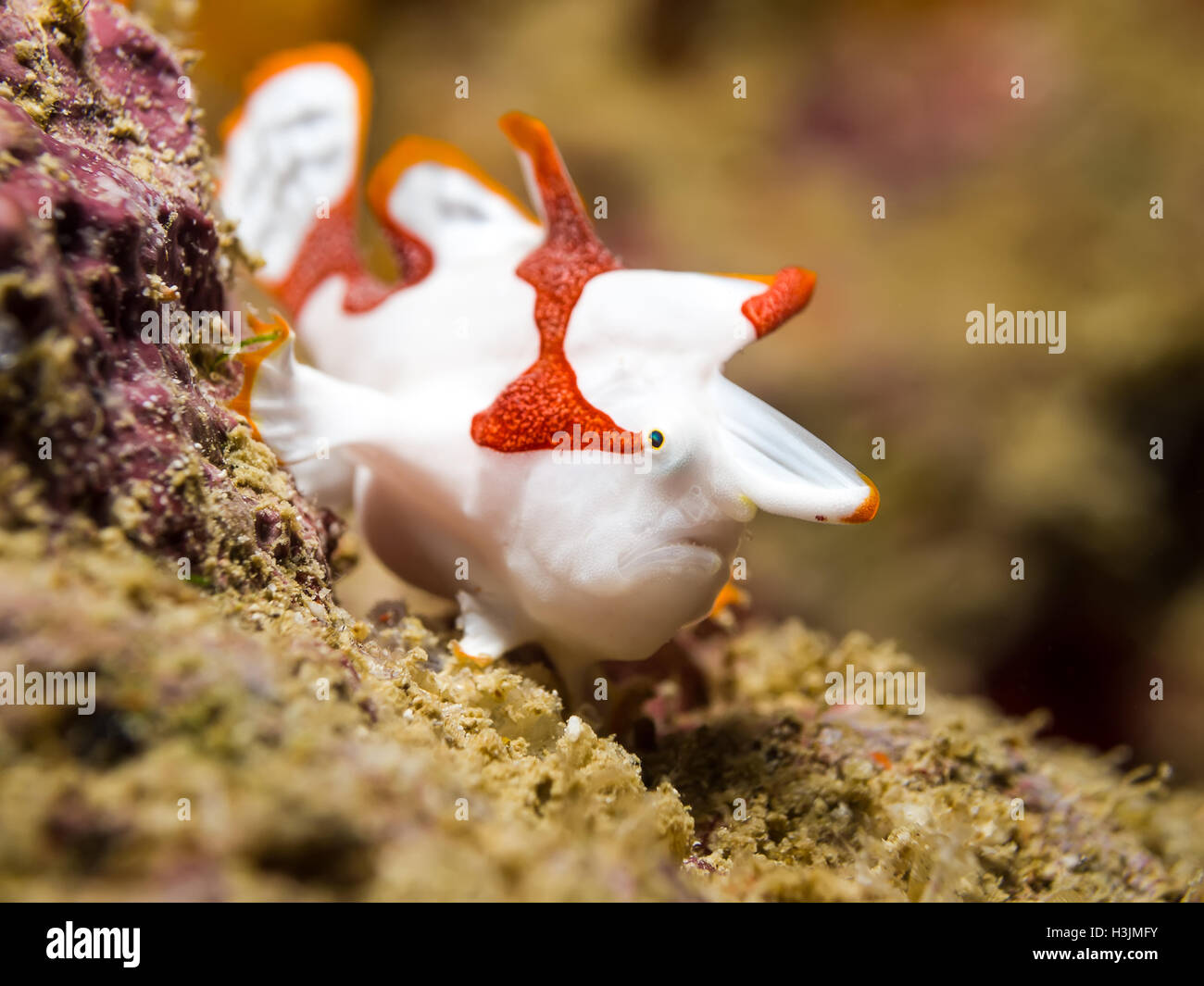 Underwater picture of White Clown Frogfish Stock Photo