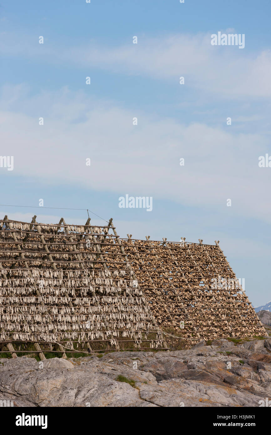 Ubiquitous fish drying racks face the ocean to air dry in the sea winds ...