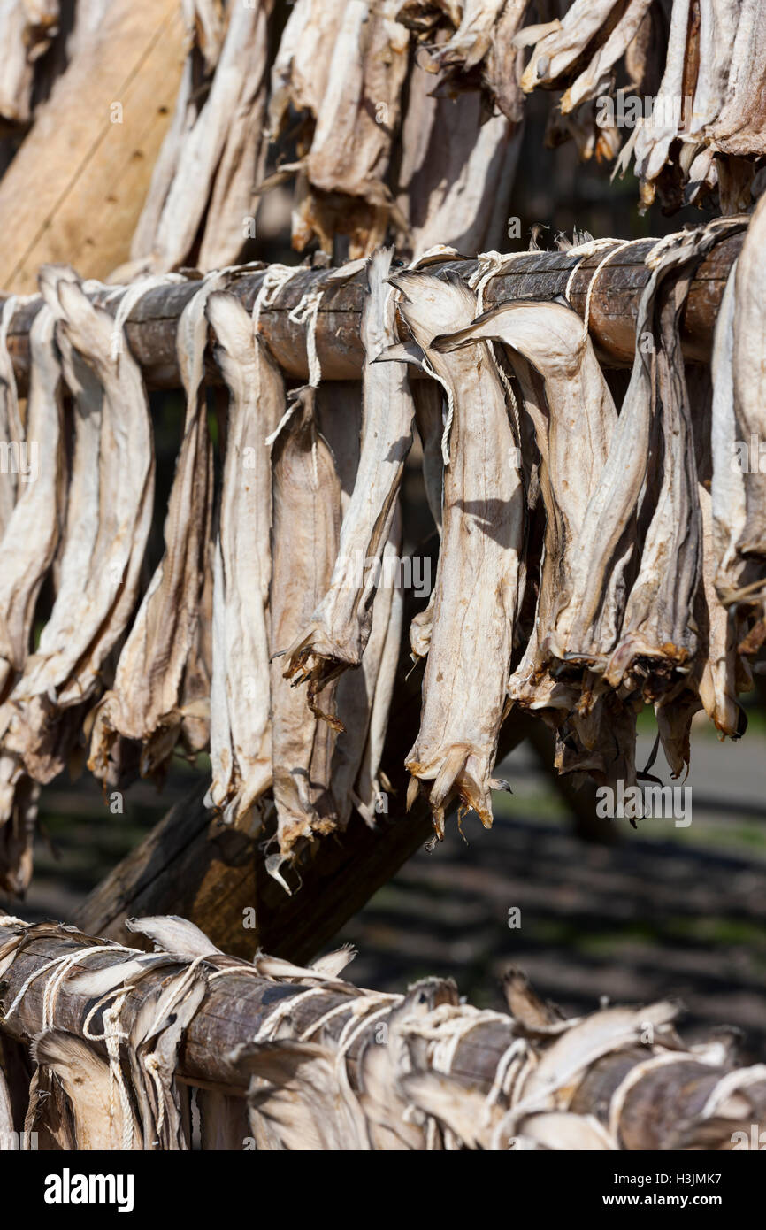 Ubiquitous fish drying racks face the ocean to air dry in the sea winds ...