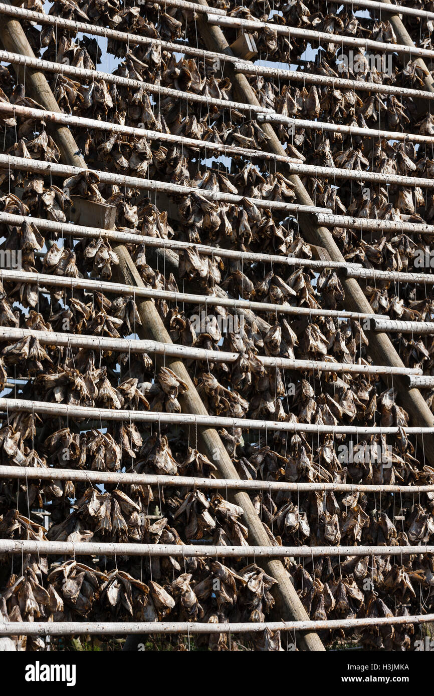 Ubiquitous fish drying racks face the ocean to air dry in the sea winds ...