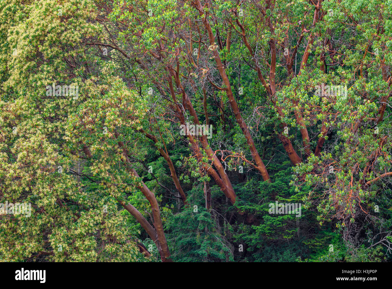 USA, Washington, San Juan Island National Historical Park, English Camp, Pacific madrone trees bloom alongside Douglas fir. Stock Photo