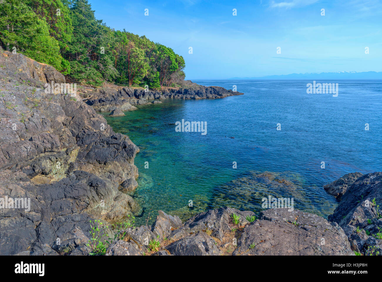 USA, Washington, San Juan Island, Lime Kiln Point State Park, Pacific madrone trees and rocky shoreline. Stock Photo