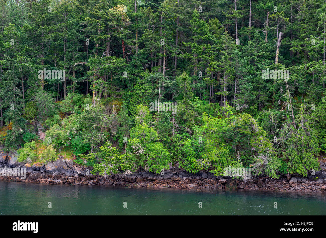 USA, Washington, San Juan Islands, Shaw Island, Forest of Douglas fir with scattered Pacific madrone trees above rocky shoreline Stock Photo