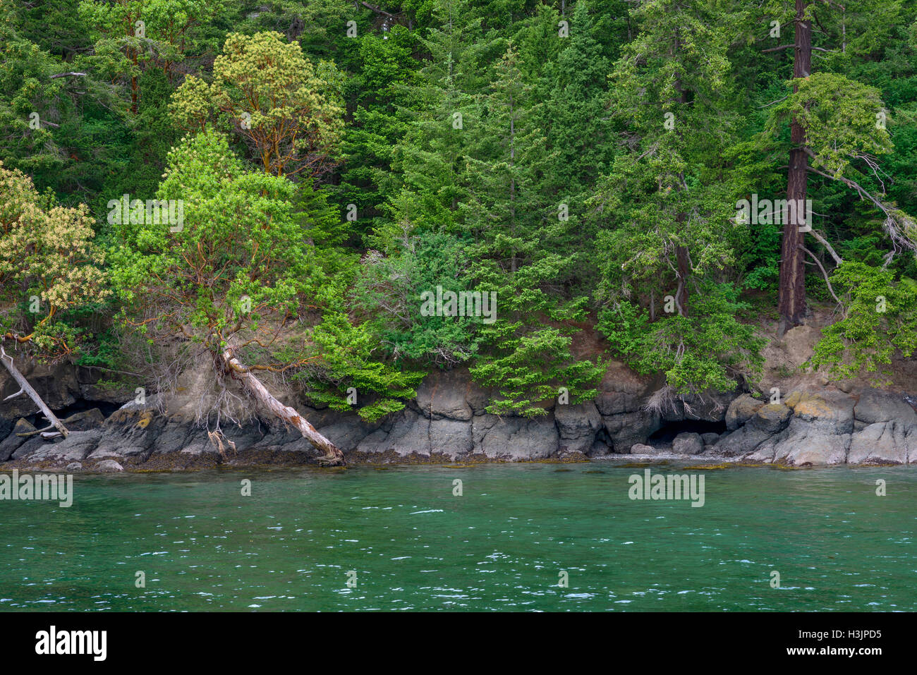 USA, Washington, San Juan Islands, Orcas Island, Forest of Douglas fir and Pacific madrone above rocky shoreline at West Beach. Stock Photo