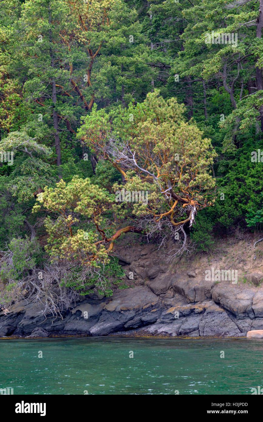 USA, Washington, San Juan Islands, Orcas Island, Forest of Douglas fir and Pacific madrone above rocky shoreline at West Beach. Stock Photo