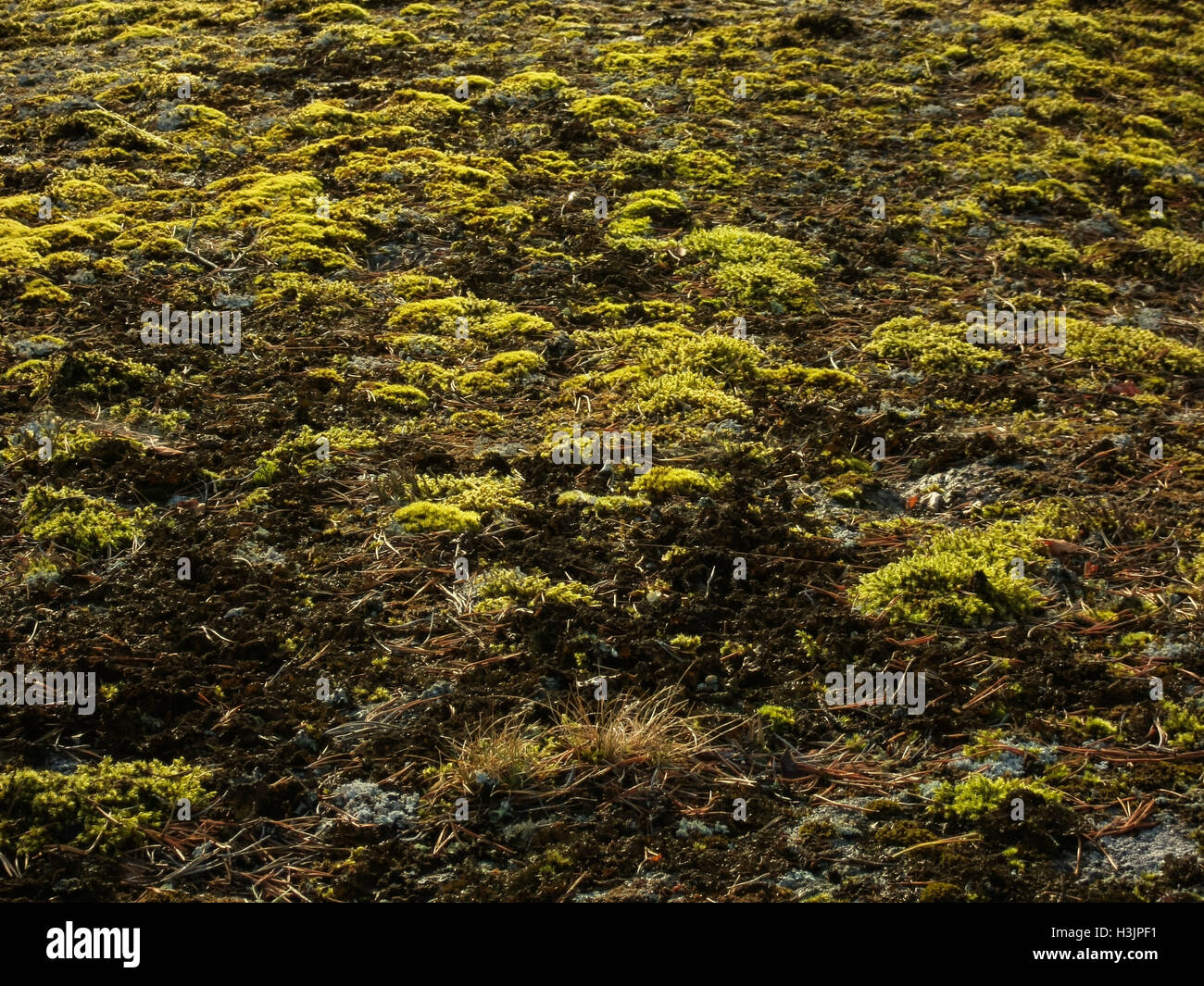 Moss and lichens on rock Stock Photo - Alamy