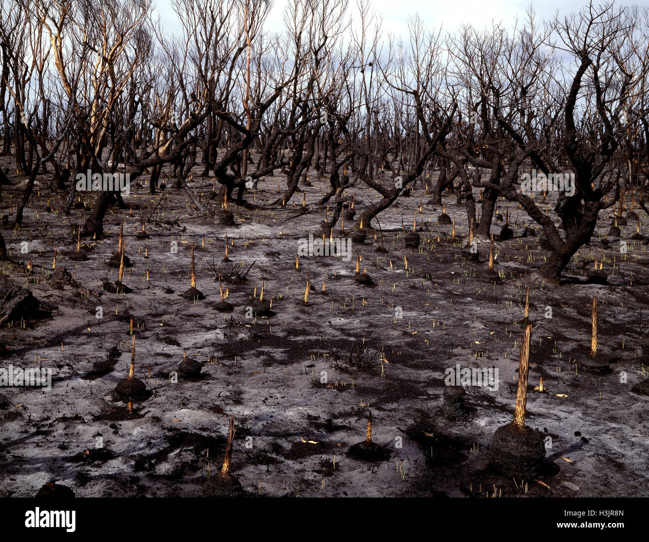 Regeneration after bushfire: four days after the fire, Stock Photo