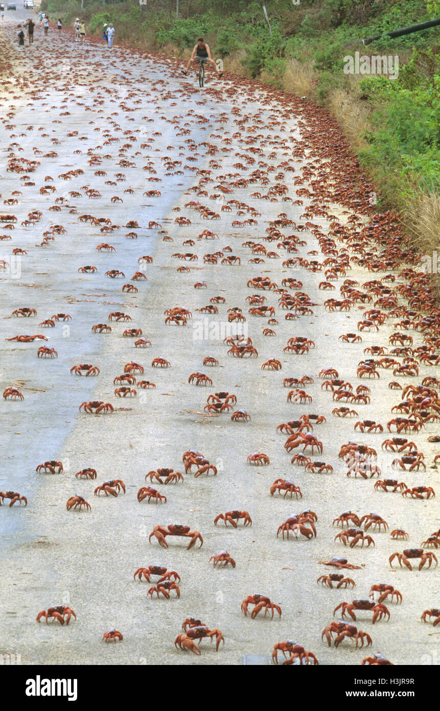 Christmas Island red crab (Gecarcoidea natalis) Stock Photo