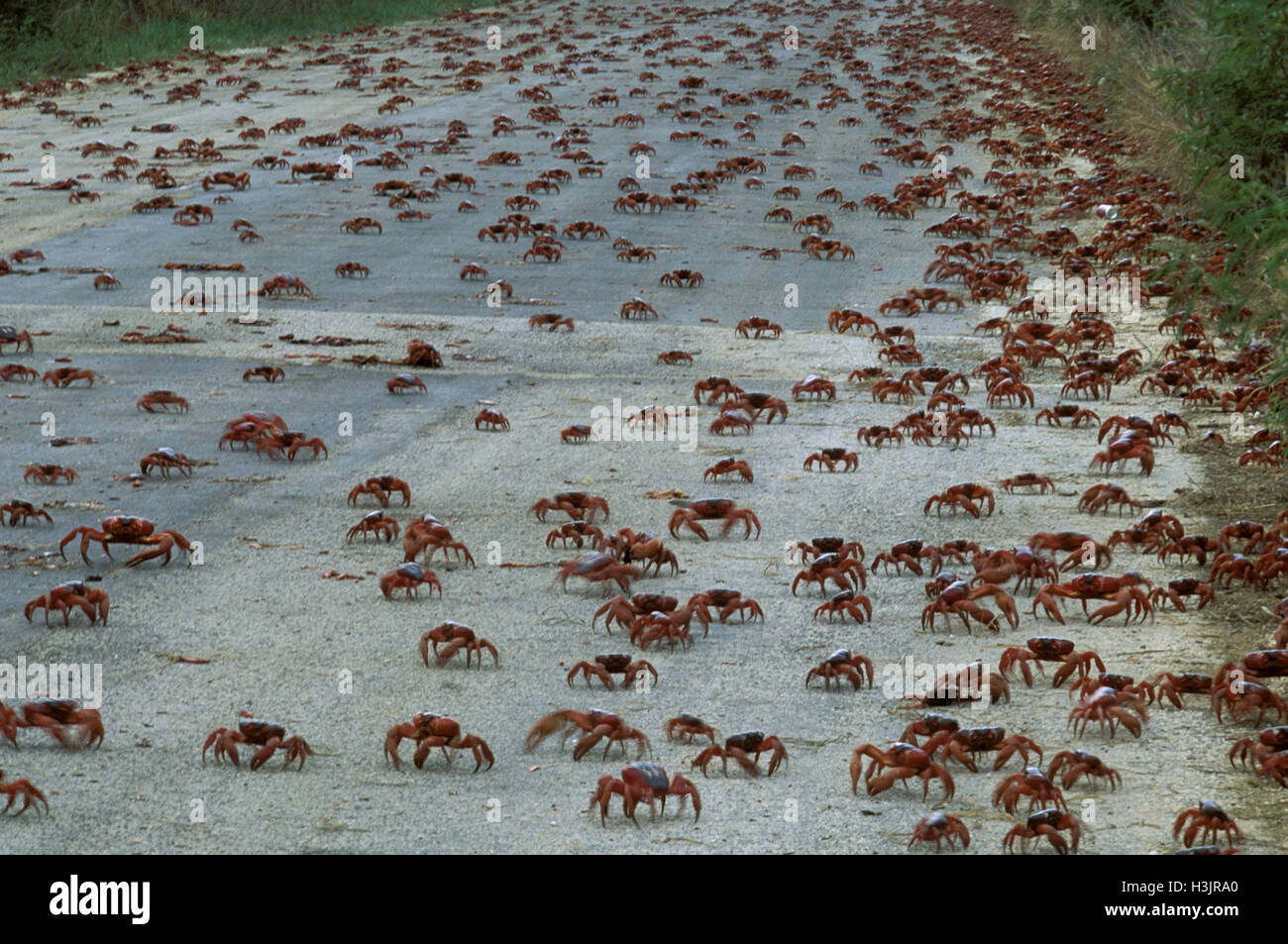 Christmas Island red crab (Gecarcoidea natalis) Stock Photo
