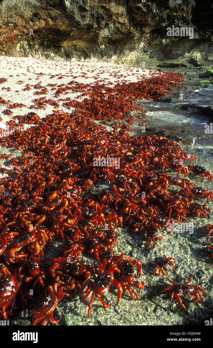 Christmas island red crab swarming hires stock photography and images