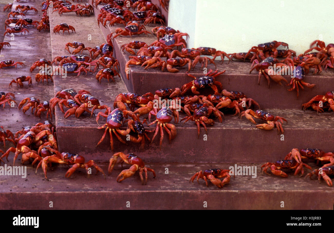Christmas Island red crab (Gecarcoidea natalis) Stock Photo