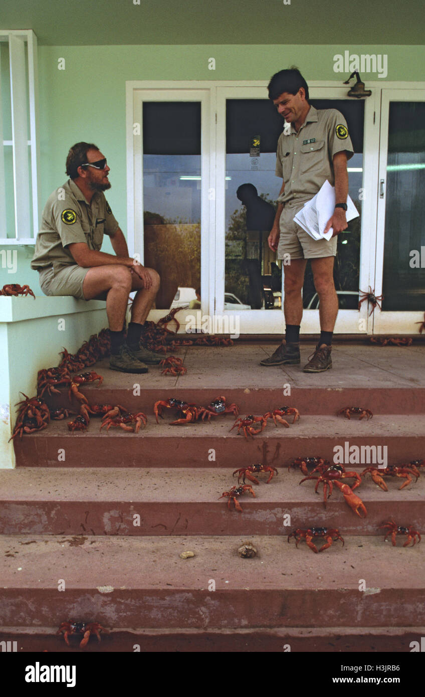 Christmas Island red crab (Gecarcoidea natalis) Stock Photo