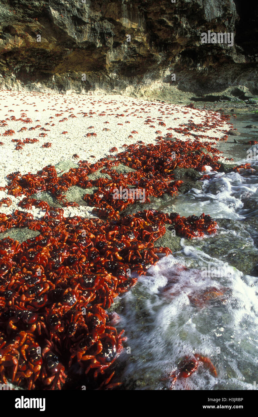 Christmas Island red crab (Gecarcoidea natalis) Stock Photo