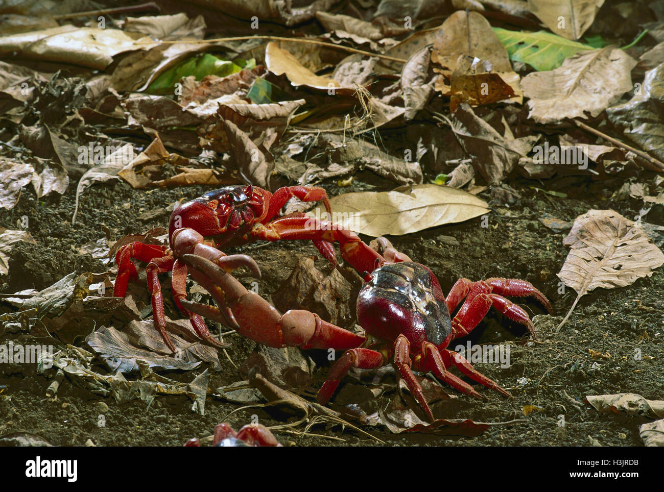 Christmas Island red crab (Gecarcoidea natalis) Stock Photo
