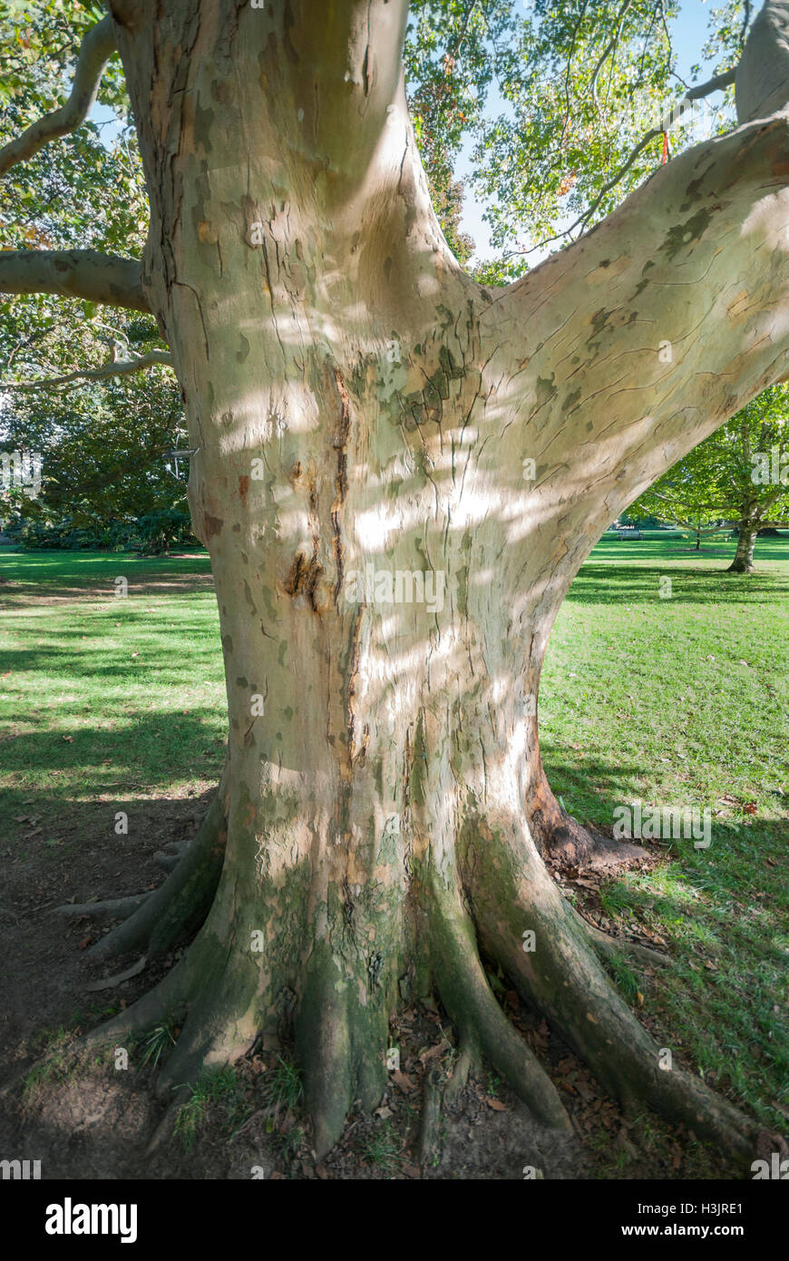 The bark and trunk of a mature London Plane tree Platanus × acerifolia near Niagara Falls Ontario Canada Stock Photo
