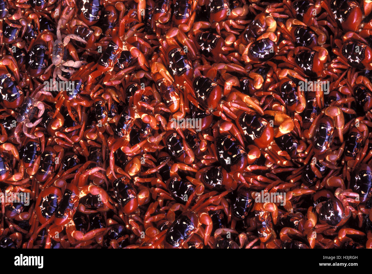 Christmas Island red crab (Gecarcoidea natalis) Stock Photo
