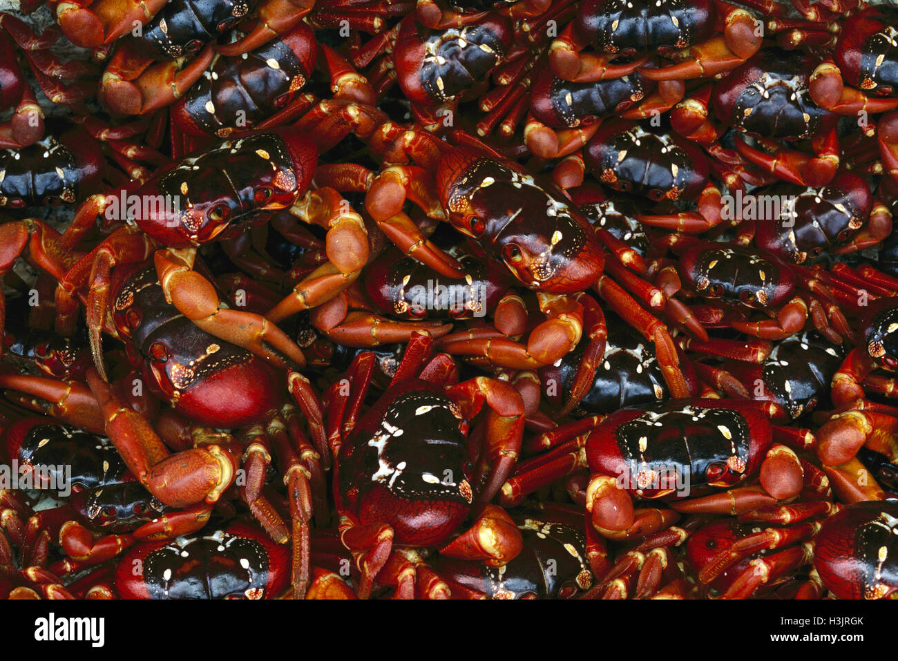 Christmas Island red crab (Gecarcoidea natalis) Stock Photo