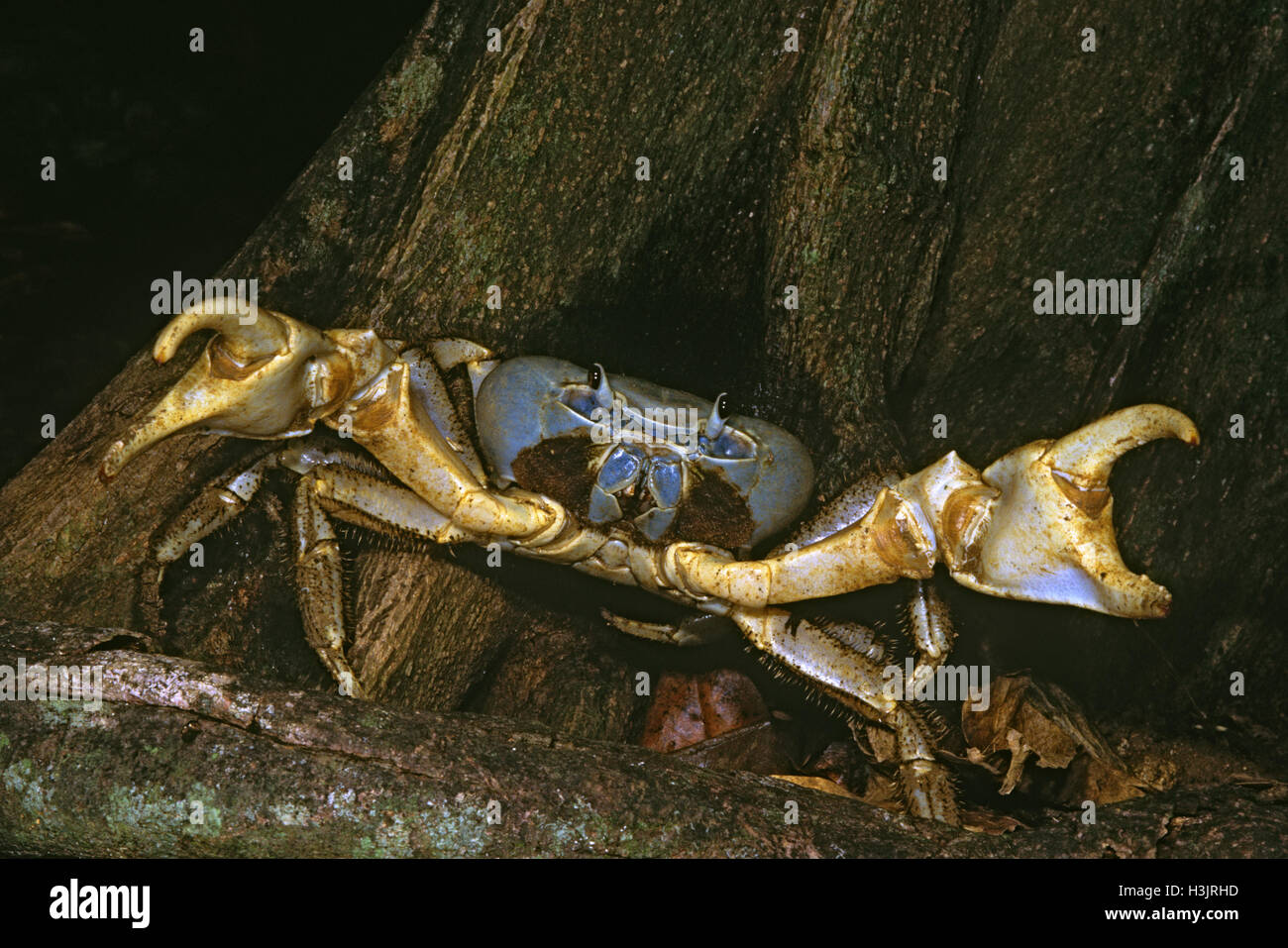 Christmas Island blue crab (Discoplax celeste) Stock Photo