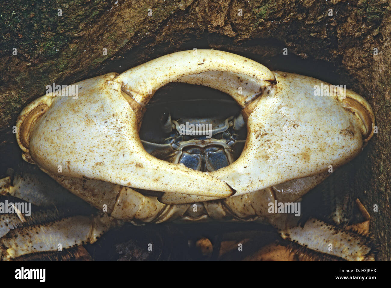 Christmas Island blue crab (Discoplax celeste) Stock Photo