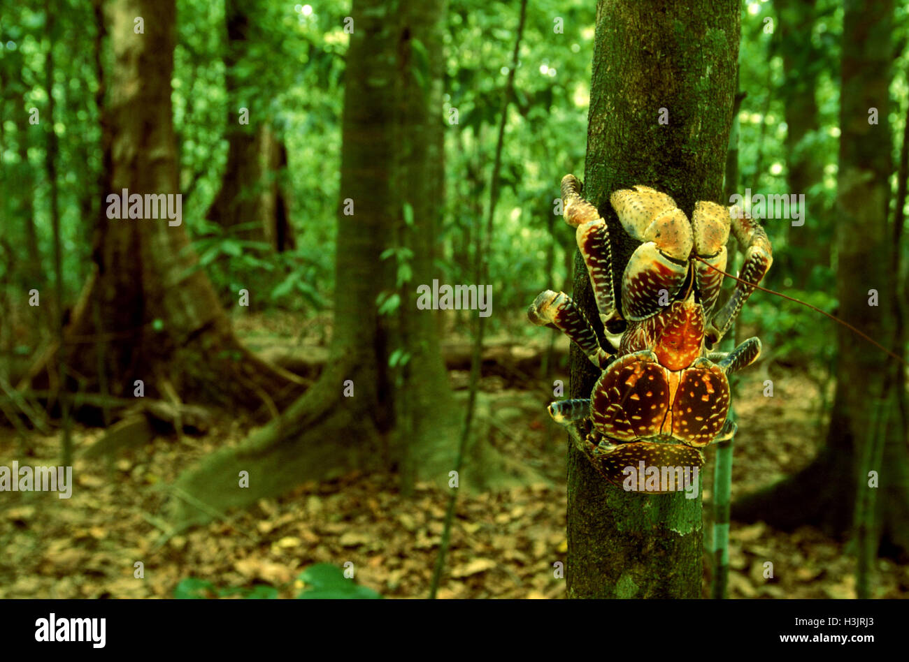 Coconut crab (Birgus latro Stock Photo - Alamy
