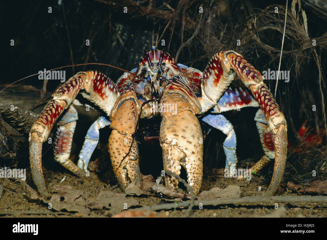Coconut crab (Birgus latro Stock Photo - Alamy