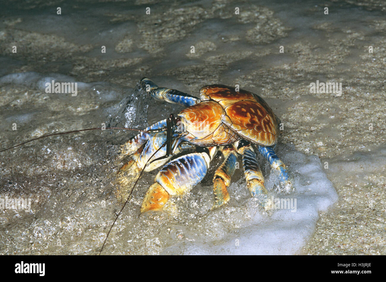 Coconut crab (Birgus latro) Stock Photo