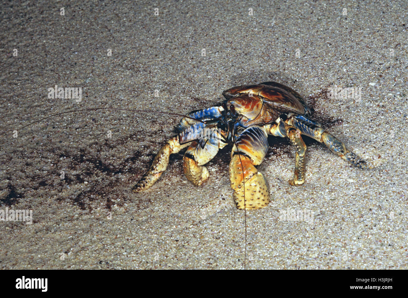 Coconut crab (Birgus latro) Stock Photo