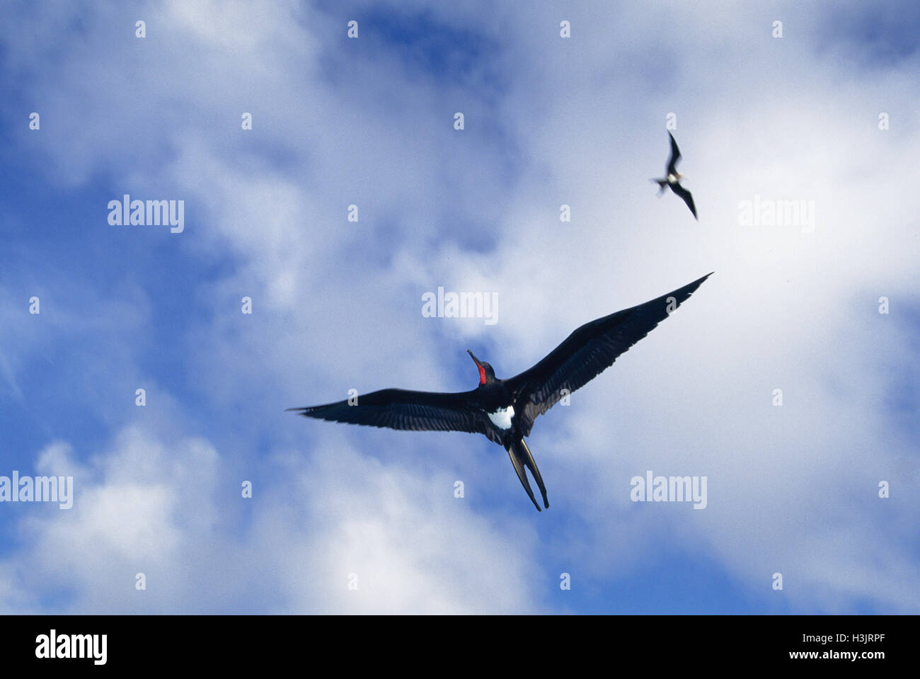 Christmas Island frigatebird (Fregata andrewsi) Stock Photo