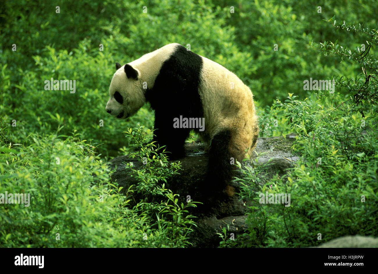 Giant panda (Ailuropoda melanoleuca Stock Photo - Alamy