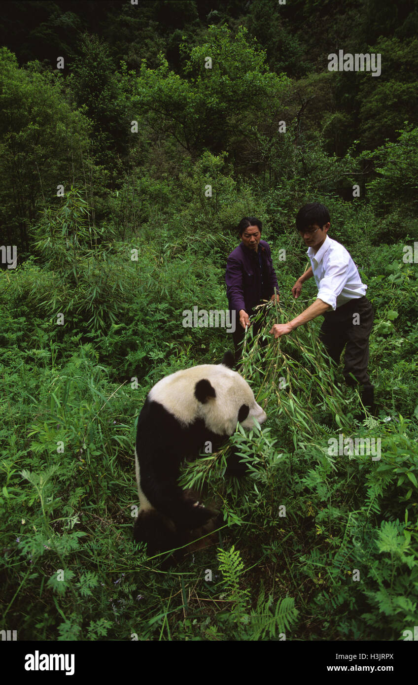 Giant panda (Ailuropoda melanoleuca) Stock Photo