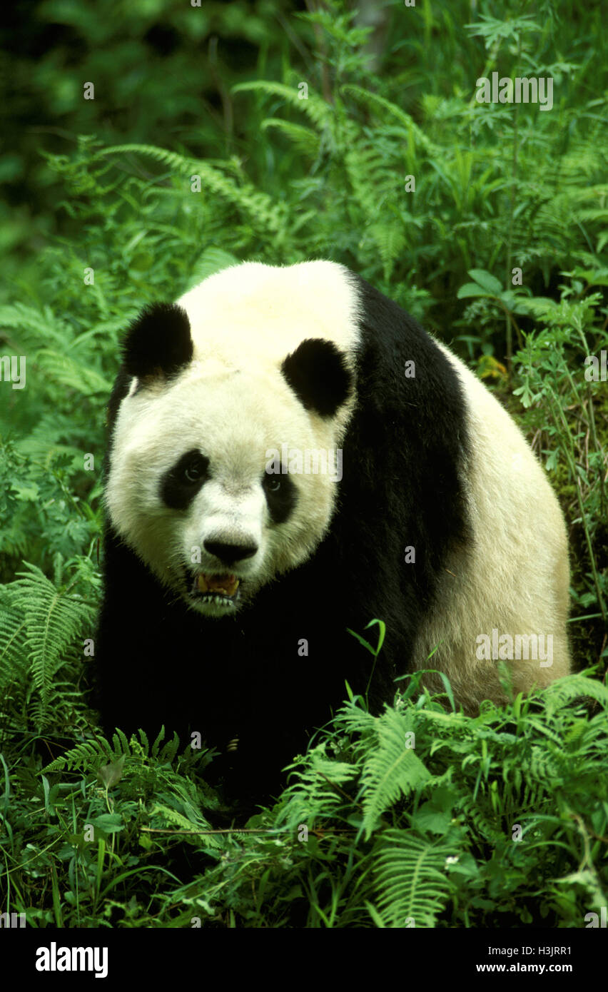 Giant panda (Ailuropoda melanoleuca Stock Photo - Alamy