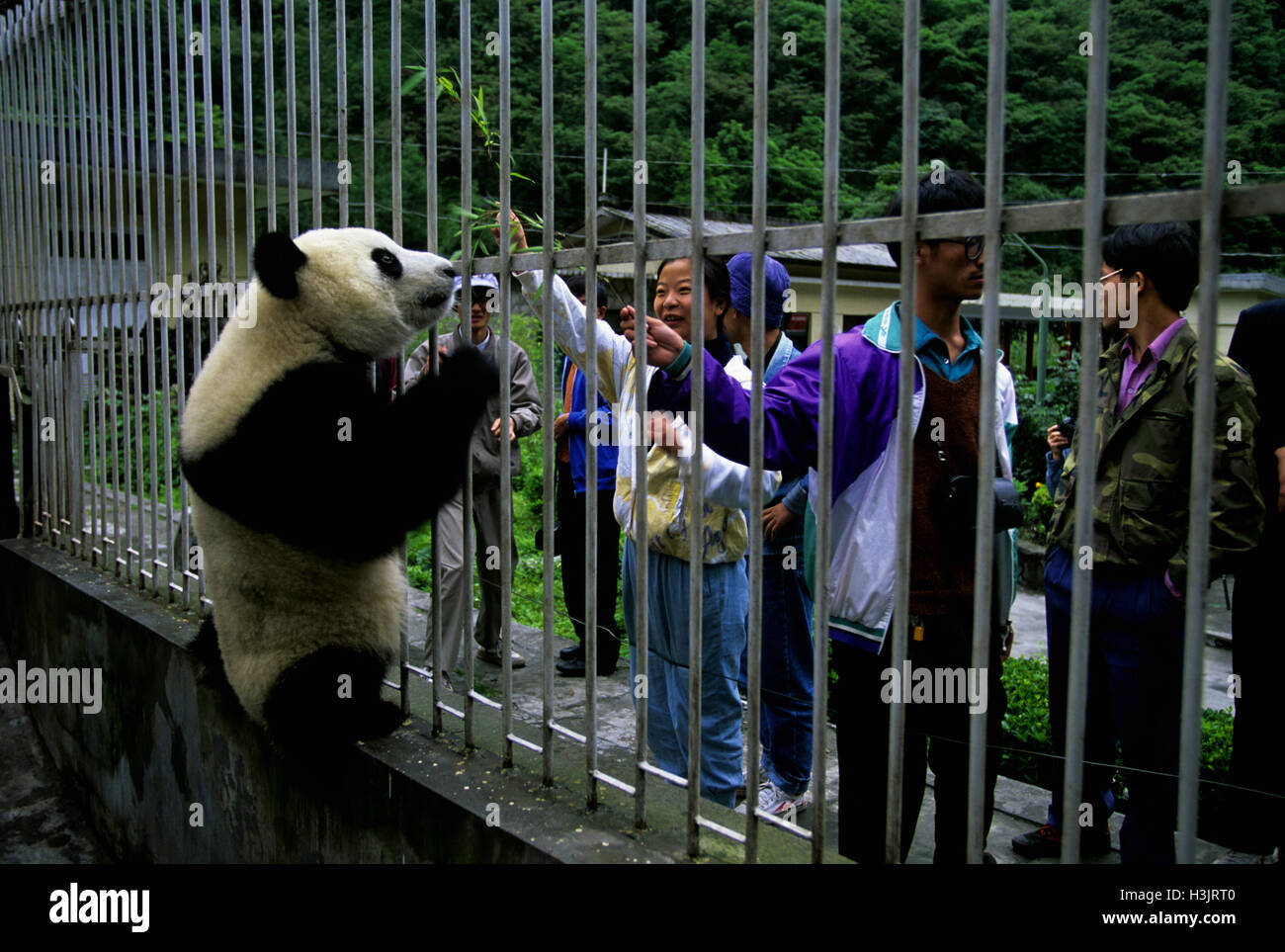Giant panda (Ailuropoda melanoleuca) Stock Photo