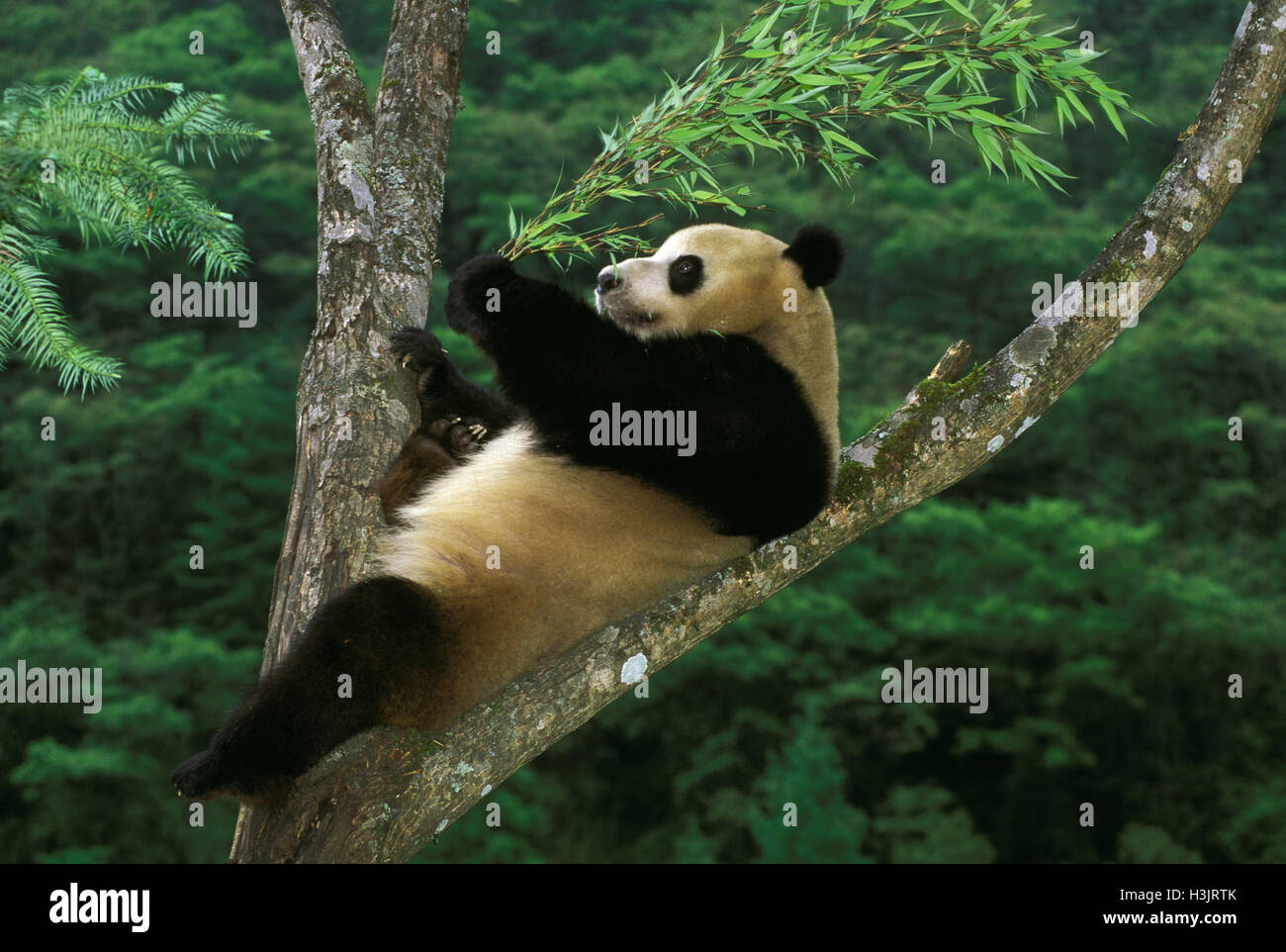 Giant panda (Ailuropoda melanoleuca) Stock Photo