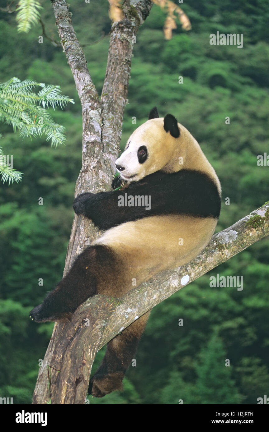 Giant panda (Ailuropoda melanoleuca) Stock Photo