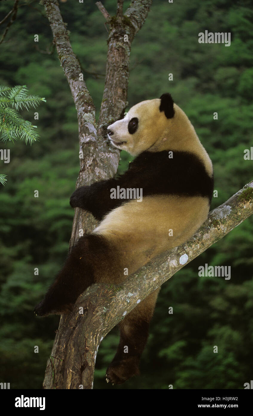 Giant panda (Ailuropoda melanoleuca Stock Photo - Alamy
