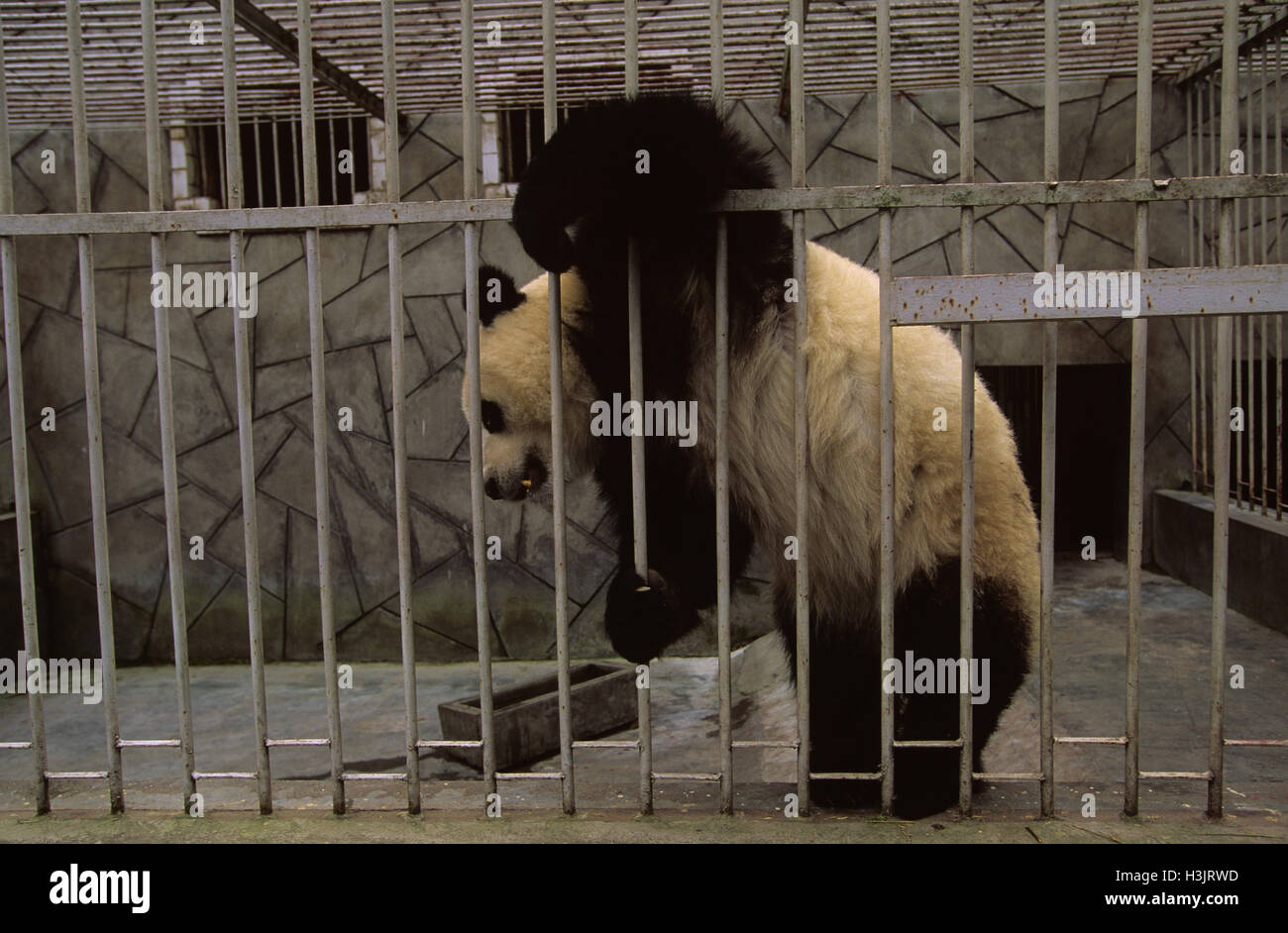 Animals Inside Cages