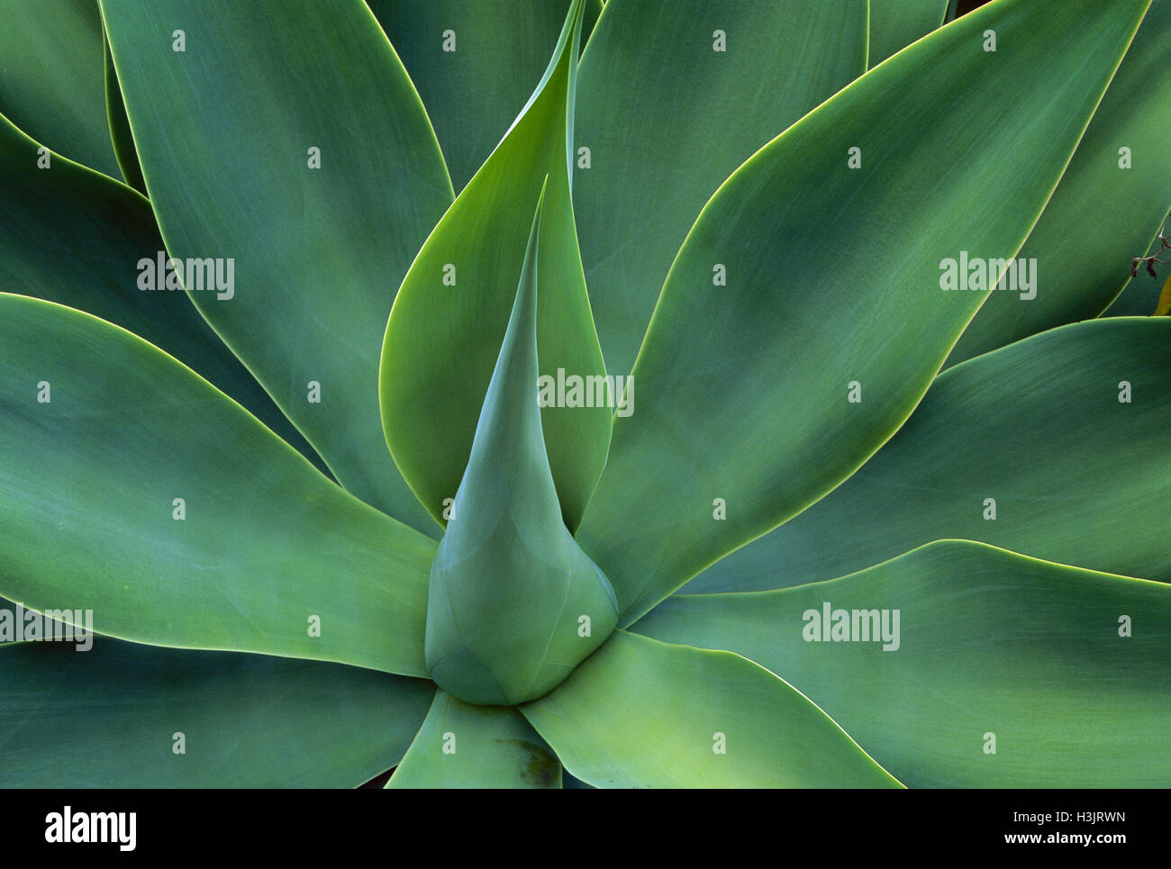 Lion's tail agave (Agave attenuata) Stock Photo