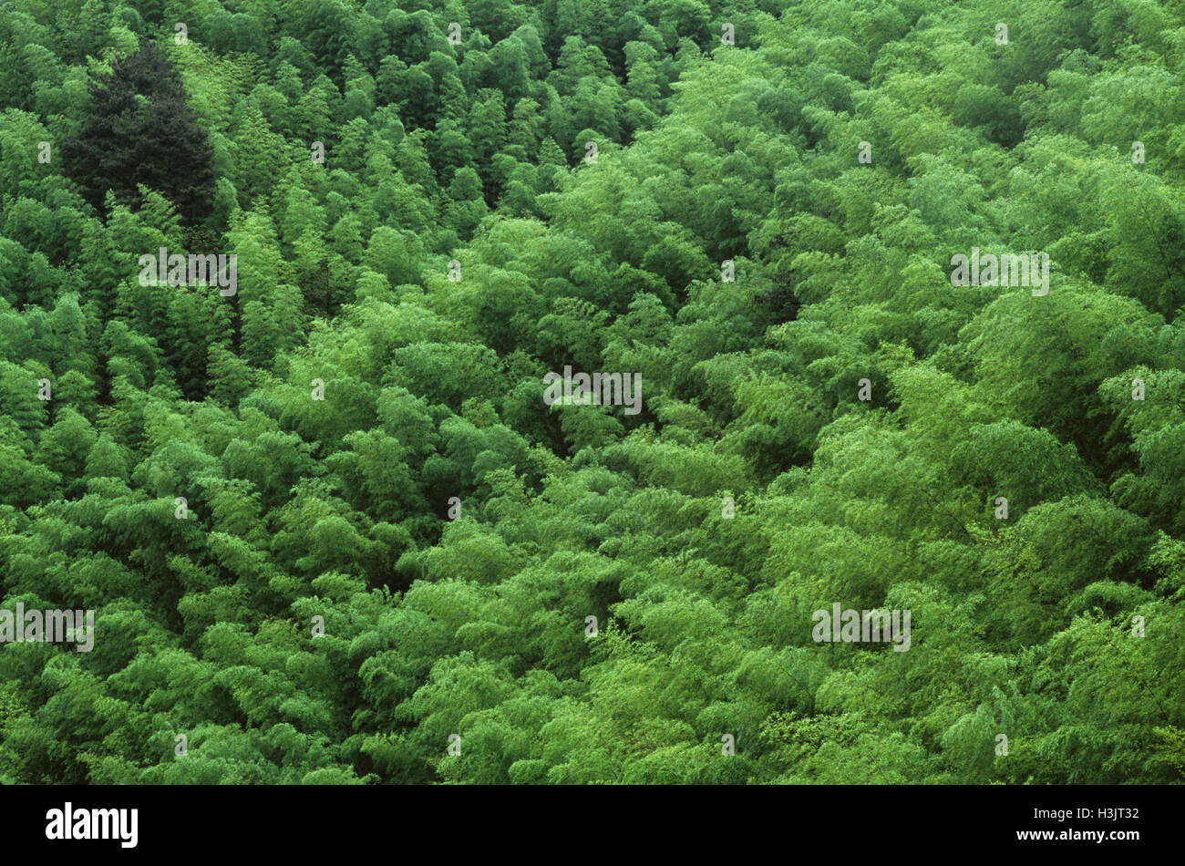 Huangshan 'The Yellow Mountains', Stock Photo