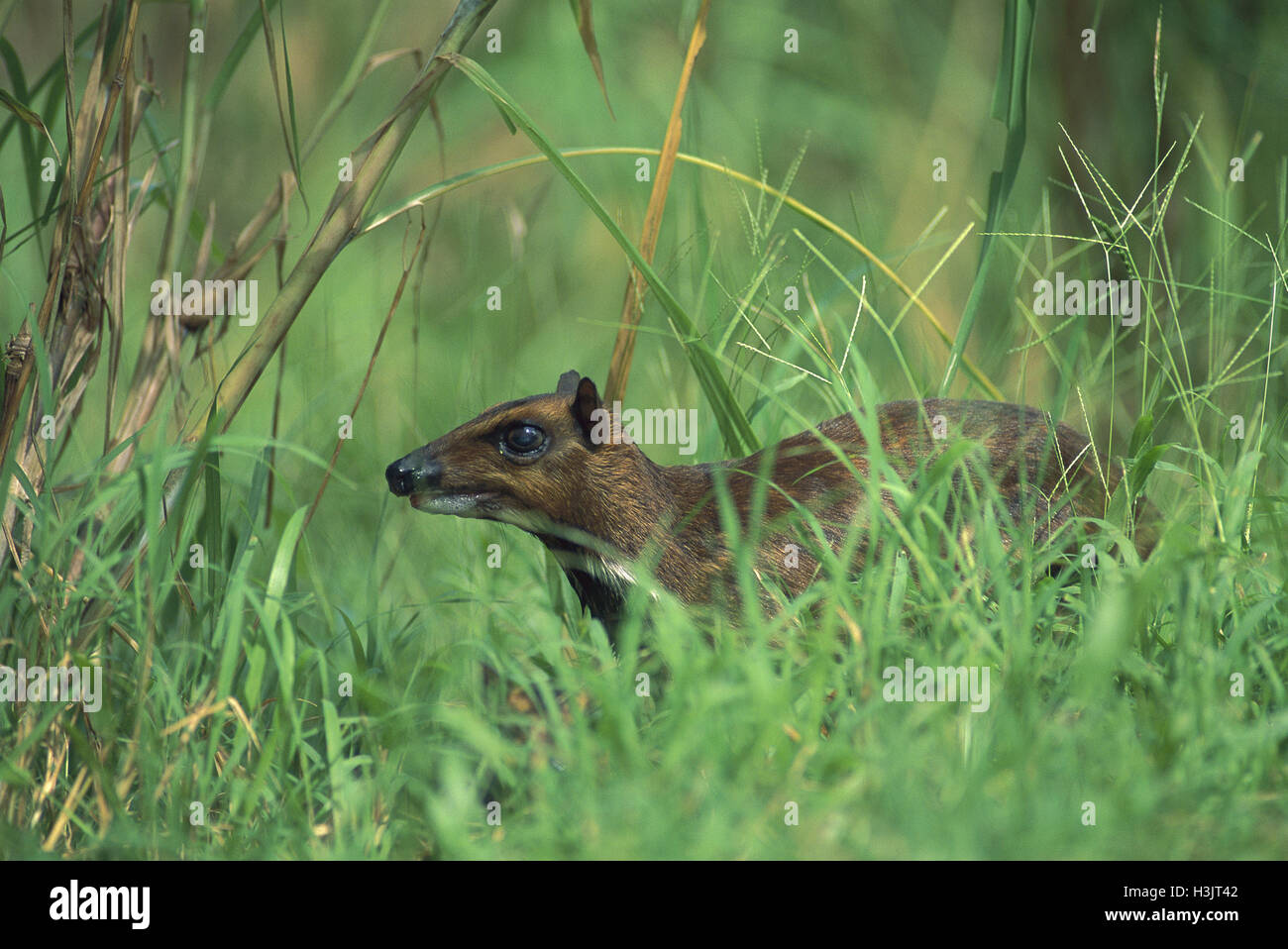 Phillippine mouse deer (Tragulus nigricans) Stock Photo