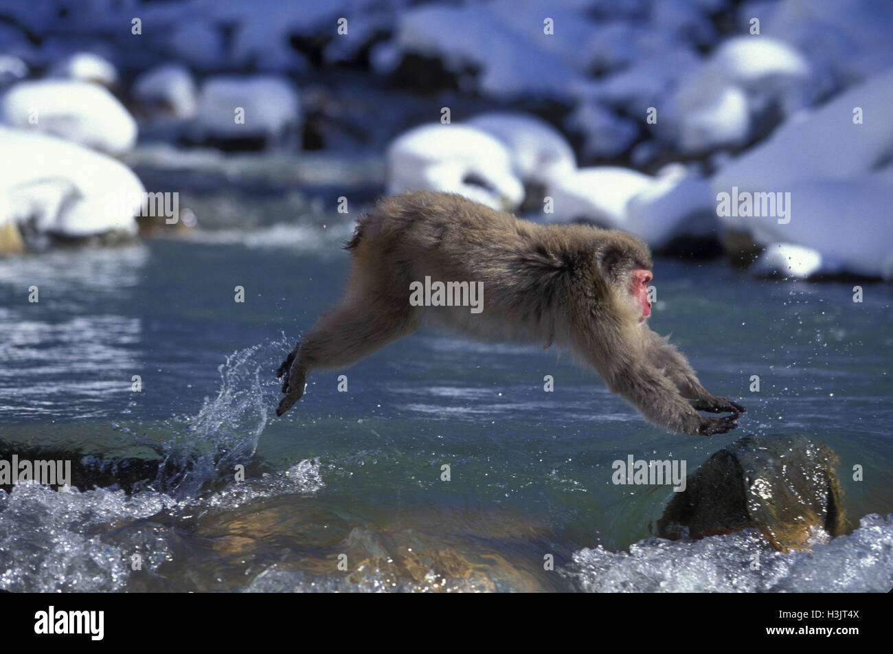 Japanese macaque (Macaca fuscata) Stock Photo