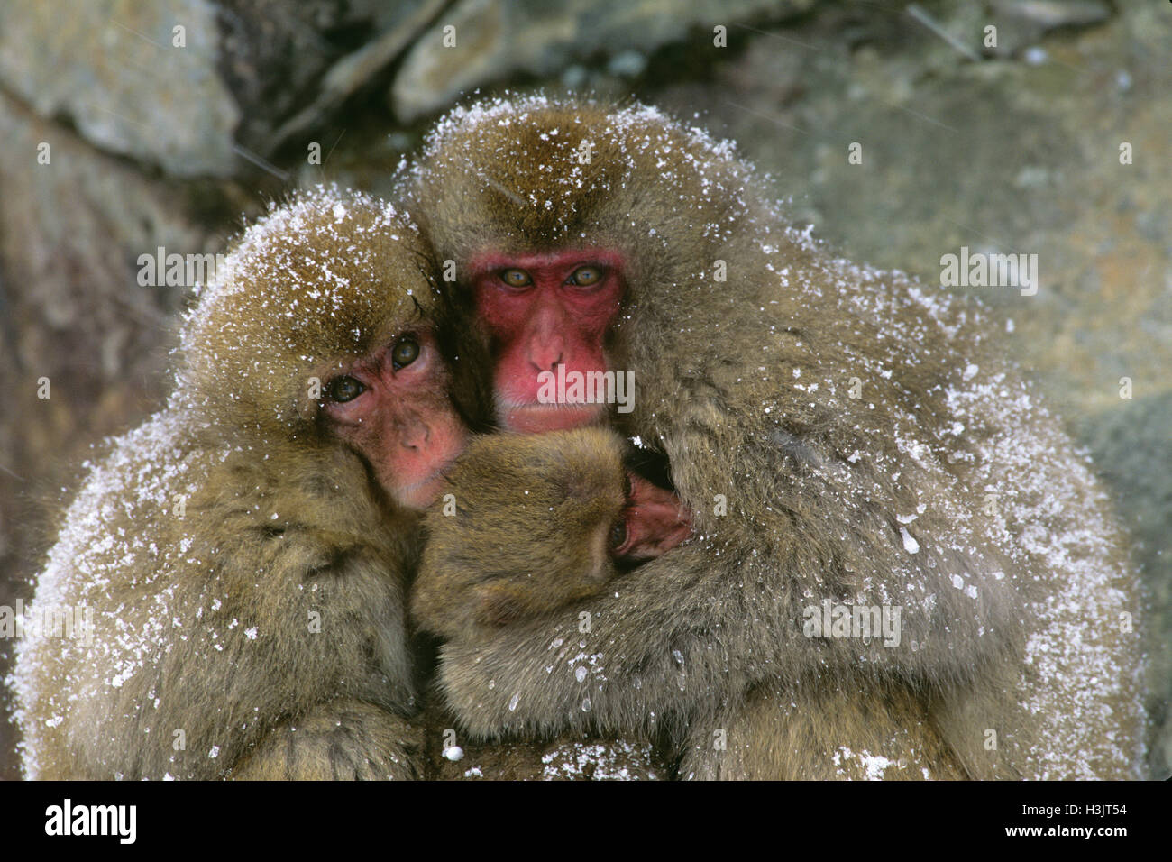 Japanese macaque (Macaca fuscata) Stock Photo