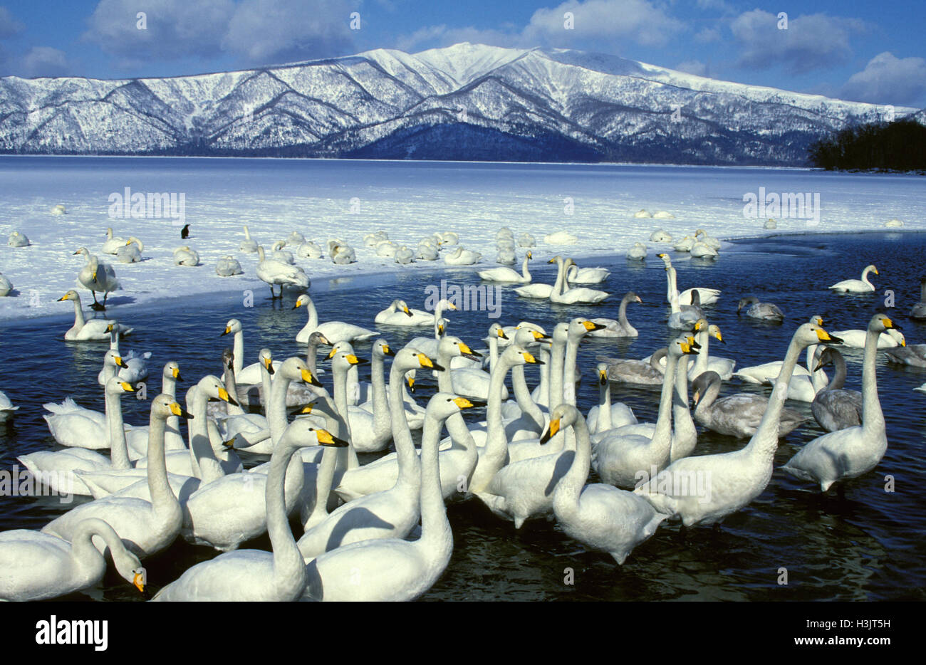Whooper swan (Cygnus cygnus) Stock Photo