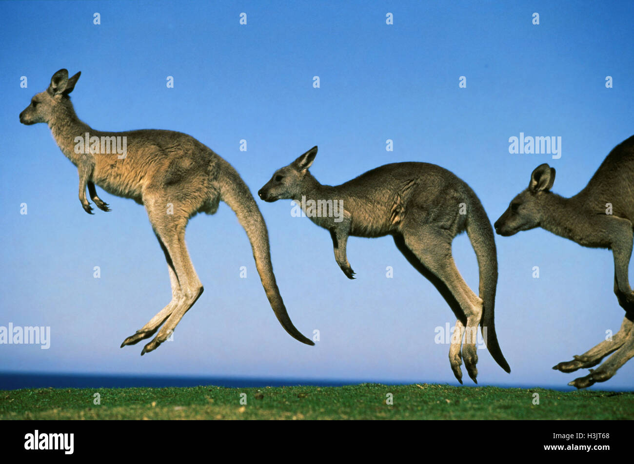 Eastern grey kangaroo (Macropus giganteus) Stock Photo