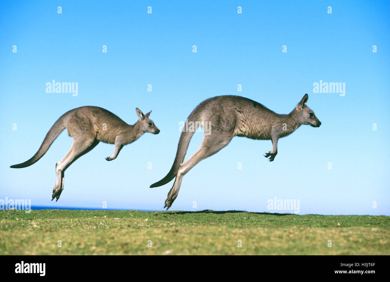 Eastern grey kangaroo (Macropus giganteus Stock Photo Alamy