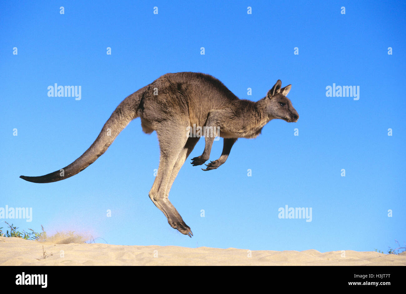 Kangaroop Eastern grey kangaroo (Macropus giganteus Stock Photo - Alamy